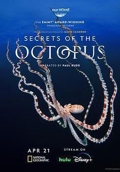 章魚的祕密 Secrets of the Octopus線上看