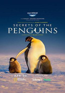 企鵝之謎 Secrets of the Penguins線上看